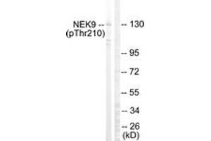 Western blot analysis of extracts from HepG2 cells, using NEK9 (Phospho-Thr210) Antibody.