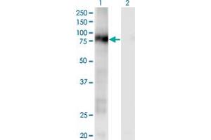 Image no. 1 for anti-CD93 (CD93) (AA 33-140) antibody (ABIN524853)