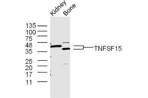 Image no. 3 for anti-Tumor Necrosis Factor (Ligand) Superfamily, Member 15 (TNFSF15) (AA 161-251) antibody (ABIN709556)