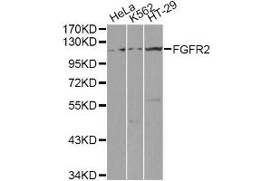 Image no. 5 for anti-Fibroblast Growth Factor Receptor 2 (FGFR2) antibody (ABIN3022855)