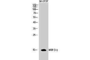 Image no. 2 for anti-Mitochondrial Ribosomal Protein S34 (MRPS34) (Internal Region) antibody (ABIN3185671)