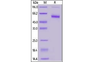 Image no. 2 for CD7 (CD7) (AA 26-180) (Active) protein (lFc Tag,FITC) (ABIN6973017)