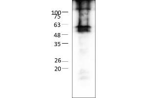 Image no. 4 for Gap Junction Protein, gamma 2, 47kDa (GJC2) (AA 1-439) protein (rho-1D4 tag) (ABIN3078600)