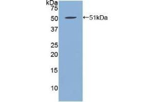 anti-Fibrillin 1 (FBN1) (AA 723-902) antibody