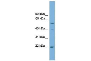 Image no. 1 for anti-Ubiquitin-Conjugating Enzyme E2T (Ube2t) (N-Term) antibody (ABIN928013)