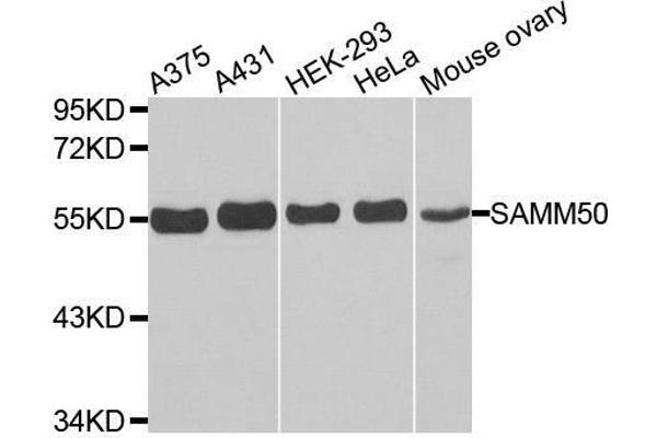anti-Sorting and Assembly Machinery Component 50 Homolog (SAMM50) antibody