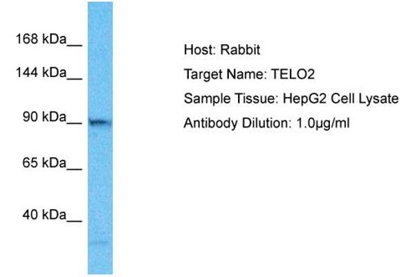 TELO2 antibody  (C-Term)