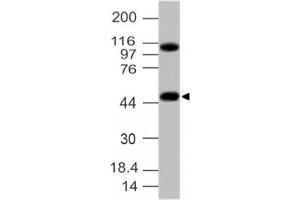 Image no. 1 for anti-G Protein-Coupled Receptor 83 (GPR83) (AA 150-350) antibody (ABIN5027232)