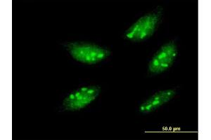 Image no. 3 for anti-Mesenchyme Homeobox 1 (MEOX1) (AA 165-252) antibody (ABIN517867)