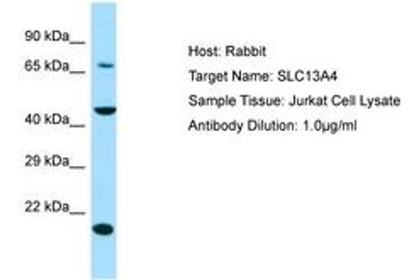 SLC13A4 抗体  (AA 220-269)