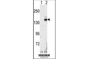 Image no. 1 for anti-Ret Proto-Oncogene (RET) (AA 1012-1042), (C-Term) antibody (ABIN392041)