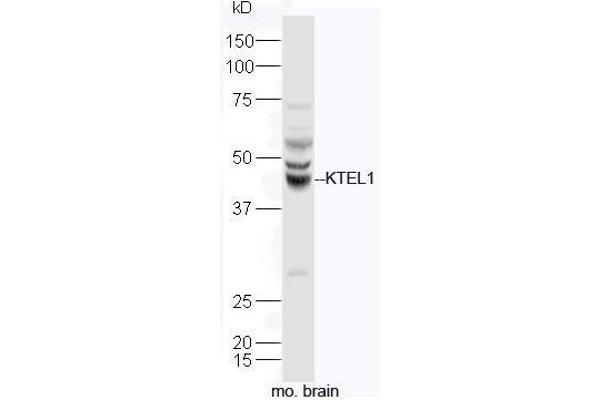 POGLUT1 antibody  (AA 201-300)