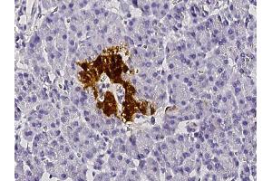 Image no. 1 for anti-Secretagogin, EF-Hand Calcium Binding Protein (SCGN) (AA 2-276) antibody (ABIN1999687)