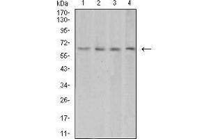 Image no. 4 for anti-Vascular Endothelial Growth Factor A (VEGFA) (AA 207-371) antibody (ABIN5542402)