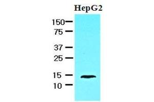 Image no. 2 for anti-Fatty Acid Binding Protein 1, Liver (FABP1) (AA 1-127) antibody (ABIN933746)