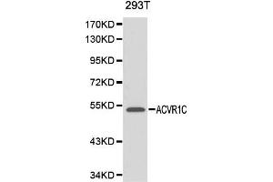 Image no. 1 for anti-Activin Receptor Type 1C (ACVR1C) antibody (ABIN3021054)