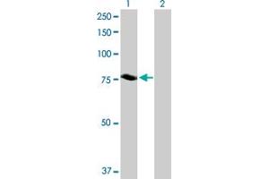 Western Blot analysis of NDC80 expression in transfected 293T cell line by NDC80 MaxPab polyclonal antibody.