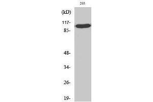 Image no. 1 for anti-General Transcription Factor IIIC, Polypeptide 3, 102kDa (GTF3C3) (N-Term) antibody (ABIN3187241)