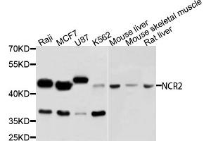 Image no. 1 for anti-Natural Cytotoxicity Triggering Receptor 2 (NCR2) antibody (ABIN5995548)