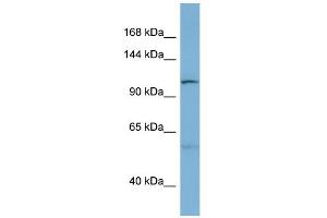 Image no. 1 for anti-DnaJ (Hsp40) Homolog, Subfamily C, Member 10 (DNAJC10) (N-Term) antibody (ABIN2783736)
