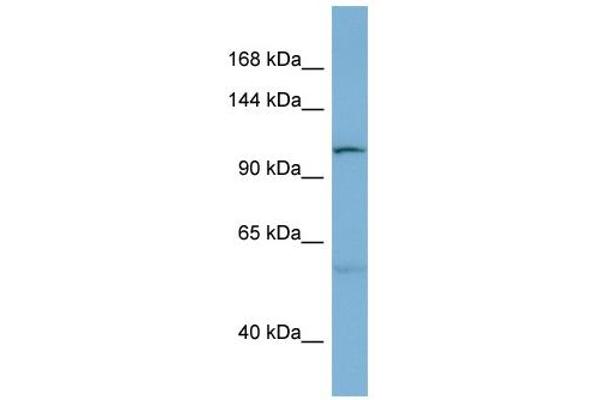 DNAJC10 anticorps  (N-Term)