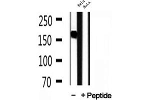 Image no. 1 for anti-Protein Tyrosine Phosphatase F Interacting Protein 1 (PPFIA1) (C-Term) antibody (ABIN6262980)