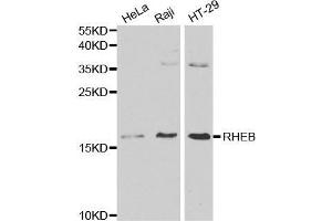 Image no. 1 for anti-Ras Homolog Enriched in Brain (RHEB) antibody (ABIN3021602)