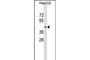 WIPI1 Antibody (Center) (ABIN1538055 and ABIN2849137) western blot analysis in HepG2 cell line lysates (35 μg/lane).