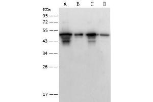 Image no. 1 for anti-SARS-Coronavirus Nucleocapsid Protein (SARS-CoV N) antibody (ABIN6953193)