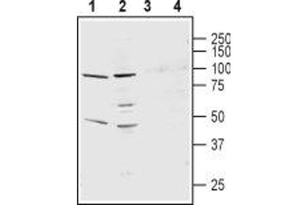 anti-Potassium Voltage-Gated Channel, Delayed-Rectifier, Subfamily S, Member 3 (KCNS3) (1st Extracellular Loop), (AA 209-223) antibody