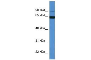 Image no. 1 for anti-Microtubule-Associated Protein 6 (MAP6) (N-Term) antibody (ABIN926457)