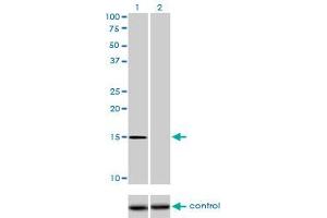Image no. 3 for anti-NTF2-Related Export Protein 1 (NXT1) (AA 1-140) antibody (ABIN526082)