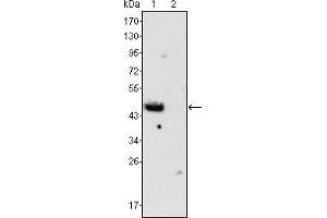 Image no. 1 for anti-GATA Binding Protein 4 (GATA4) antibody (ABIN969169)