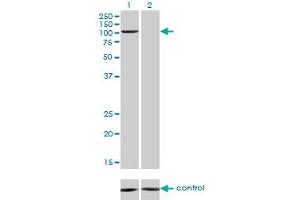 Image no. 3 for anti-K(lysine) Acetyltransferase 2B (KAT2B) (AA 353-452) antibody (ABIN522304)