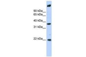 Image no. 1 for anti-Single Stranded DNA Binding Protein 3 (SSBP3) (AA 288-337) antibody (ABIN6741311)