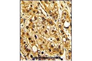 CD11c antibody  (C-Term)