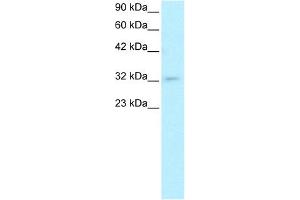 POU1F1 antibody  (C-Term)