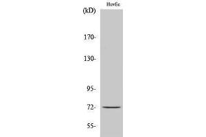 Image no. 1 for anti-Cell Division Cycle 16 Homolog (S. Cerevisiae) (CDC16) (Tyr405) antibody (ABIN3183796)