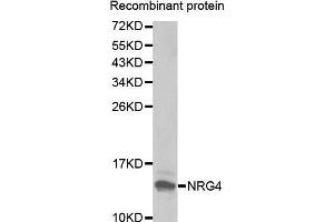 Image no. 1 for anti-Neuregulin 4 (NRG4) antibody (ABIN3016310)