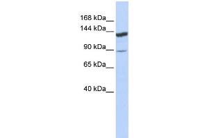 Image no. 1 for anti-Tripartite Motif Containing 24 (TRIM24) (Middle Region) antibody (ABIN2775799)