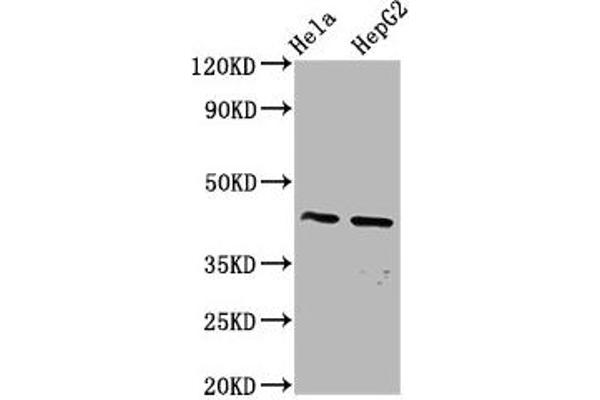 Pannexin 3 antibody  (AA 135-215)