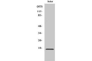 Image no. 1 for anti-Neuromedin S (NMS) (C-Term) antibody (ABIN3185849)