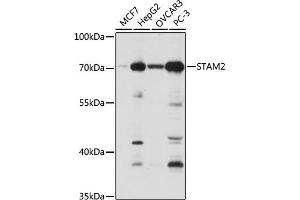 STAM2 antibody  (AA 376-525)