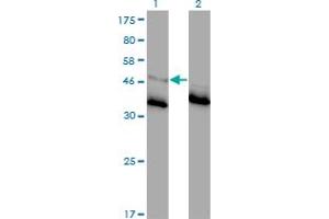Image no. 2 for anti-Glycine Receptor, alpha 1 (GLRA1) (AA 121-220) antibody (ABIN516068)