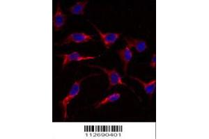 Image no. 1 for anti-ES cell expressed Ras (ERAS) (AA 13-42), (N-Term) antibody (ABIN5534212)