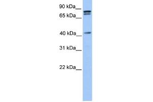 Image no. 1 for anti-SUZ12 Polycomb Repressive Complex 2 Subunit (SUZ12) (C-Term) antibody (ABIN2780973)