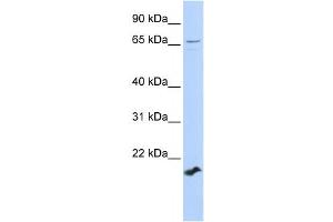 Image no. 1 for anti-Zinc Finger Protein 37 Homolog (ZFP37) antibody (ABIN2458028)