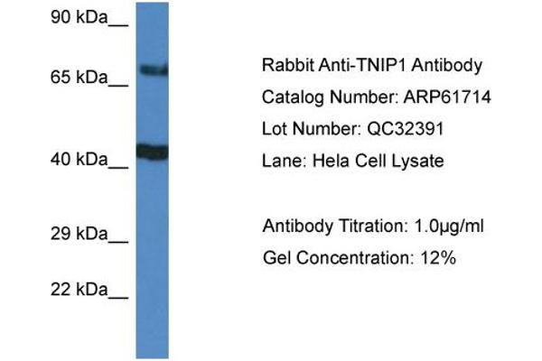 anti-TNFAIP3 Interacting Protein 1 (TNIP1) (C-Term) antibody