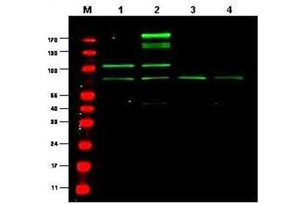 anti-Ras Responsive Element Binding Protein 1 (RREB1) antibody