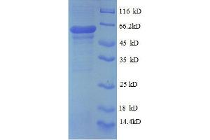 P4HB Protein (AA 29-313, partial) (GST tag)
